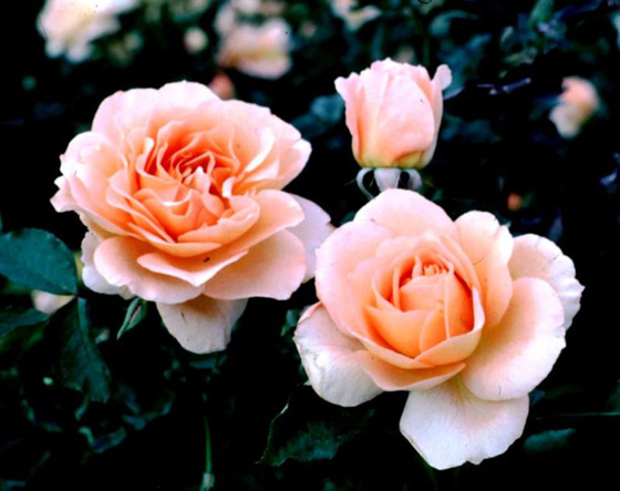 Roses_3 Roses_3
